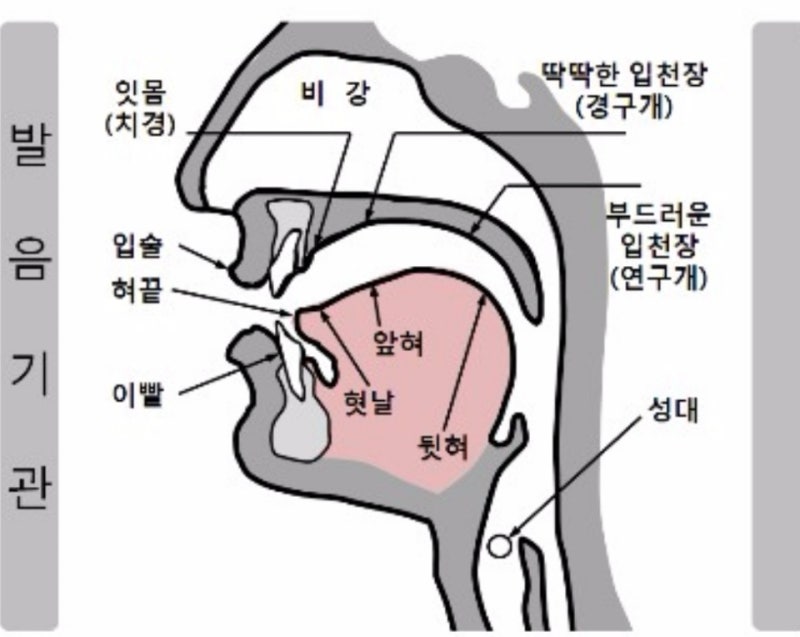 [국어문법]음운론의 단위:음성,음소,음절,발음기관 : 네이버 블로그