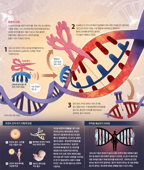  [재미있는 과학] 유전자 가위 '크리스퍼' 기술 - 아픈 DNA 잘라낸 자리에 튼튼한 DNA 붙인대요