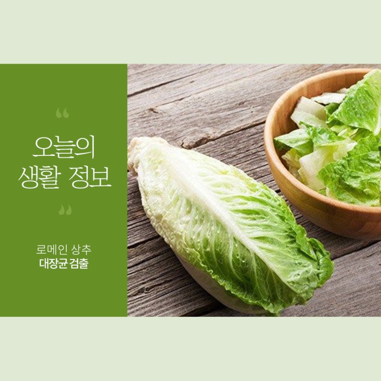  로메인 상추 먹지마세요!