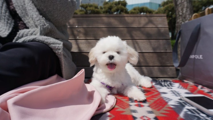  우리집 강아지 콩이를 소개합니다~!