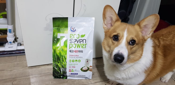  【웰시코기 마루】 에코세븐파워 사료 이벤트 후기 #에코세븐파워 #한국진돗개·반려동물협동조합