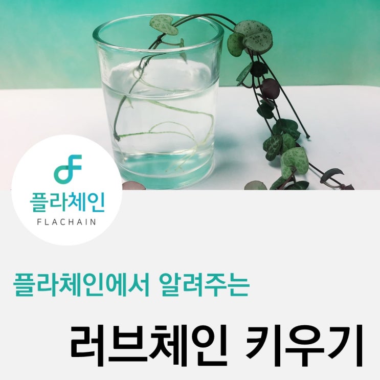  [플라체인]러브체인 키우는 방법