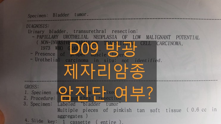  [메모] 비침윤성방광암(Urothelial carcinoma) D09 진단의 적정성 및 암진단비 지급요건