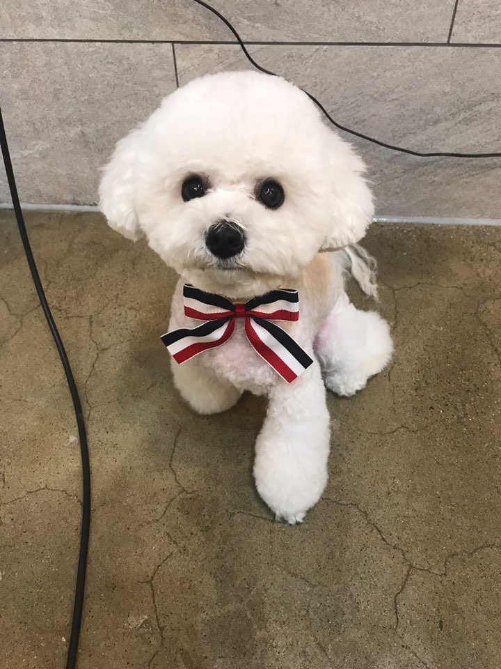  비숑, 비숑프리제 '부' 스포팅/강남애견미용/송파애견미용/자곡동/세곡동/내곡동/율현동/강아지미용