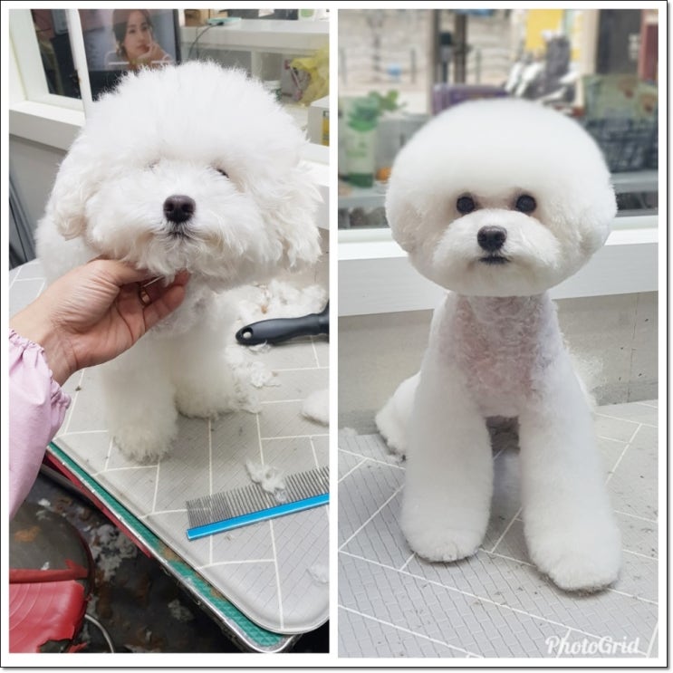  오산 애견미용 아주 잘하는곳 언니네펫
