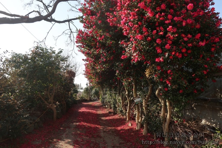  산방산 근처 제주도 동백꽃길 / 12월14일 제주 날씨 구름속 빛내림