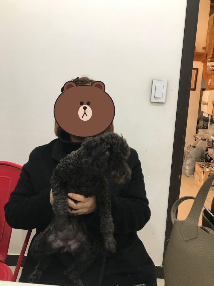 뉴질랜드 강아지 데리고 가기! 애견동반 비행기 검역 준비 뉴질랜드 강아지 데리고 가기! 애견동반 비행기 검역 준비