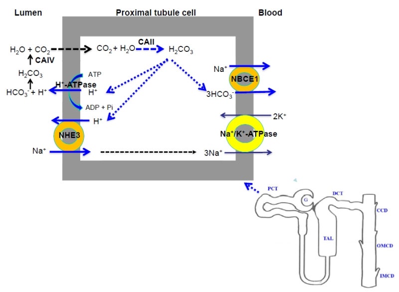 Proximal renal tubular acidosis(pRTA or type II) : 네이버 블로그