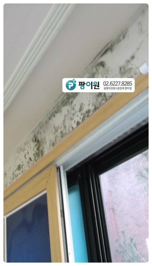  결로 곰팡이? 좀비 처럼 또 재발 했다면?