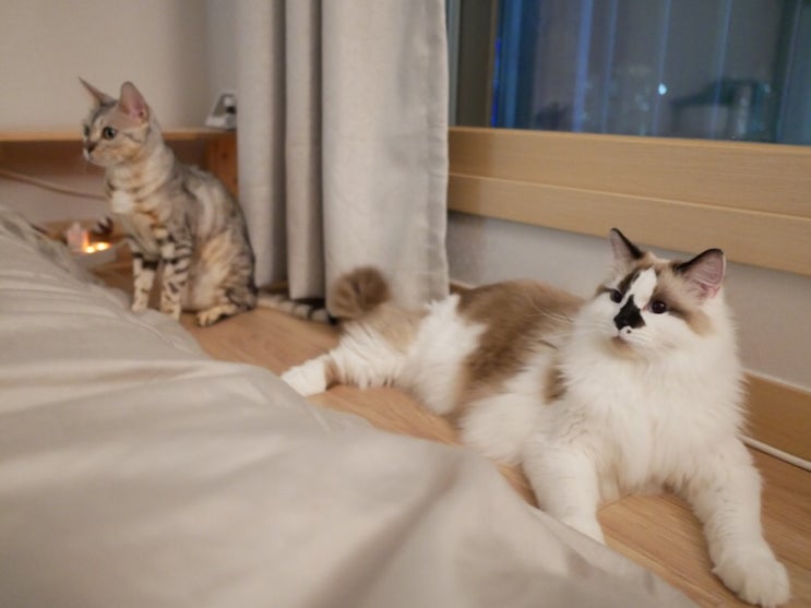  칸이와 조조 집사일기