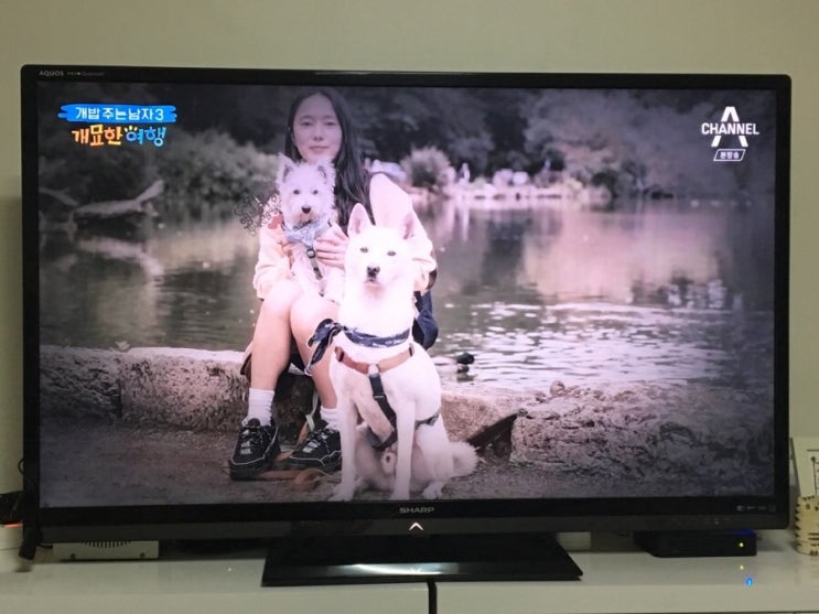  팔뭉남매(윤진서의 미국 여행기)