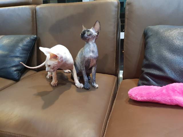  호치민 스핑크스고양이 대가족