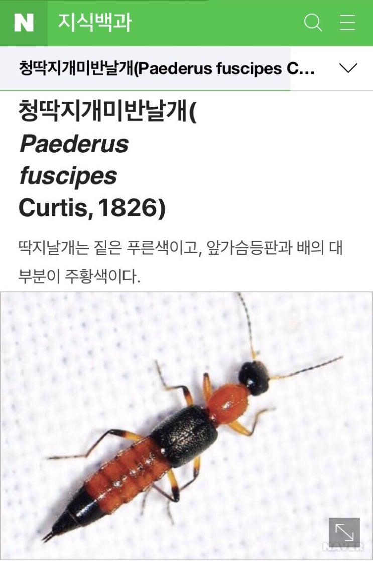  청딱지개미반날개 - 화상 벌레 소동