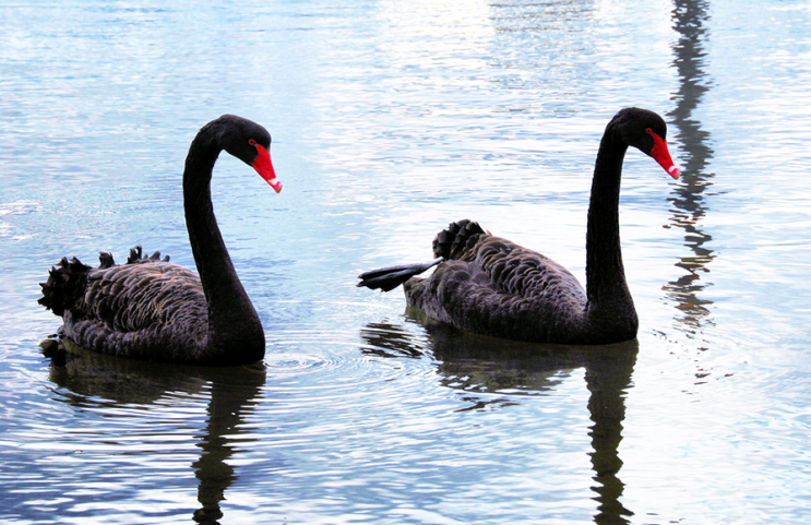  블랙스완 (Black Swan) (6) 마지막.