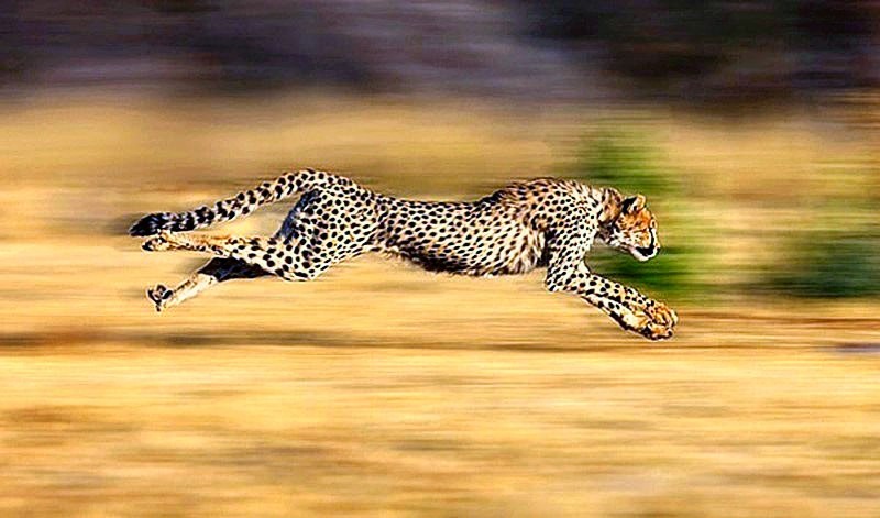 치타(Cheetah)는 왜 빠를까..? : 네이버 블로그
