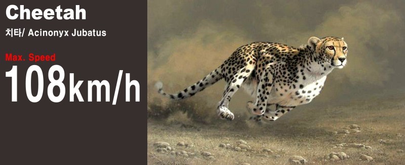 치타(Cheetah)는 왜 빠를까..? : 네이버 블로그