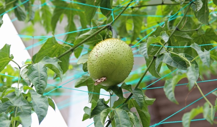 박과 덩굴식물 Gac/Geuk(걱/게욱)[Momordica cochinchinensis]에 관하여...열대과일 재배식물