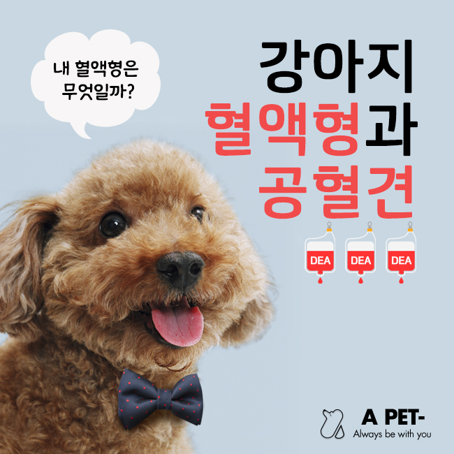  우리 강아지 혈액형은 무엇일까? 강아지 수혈과 헌혈, 그리고 공혈견 문제 해결을 위한 길