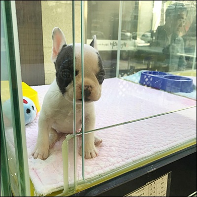  크리스마스 할인 화곡동애견샵