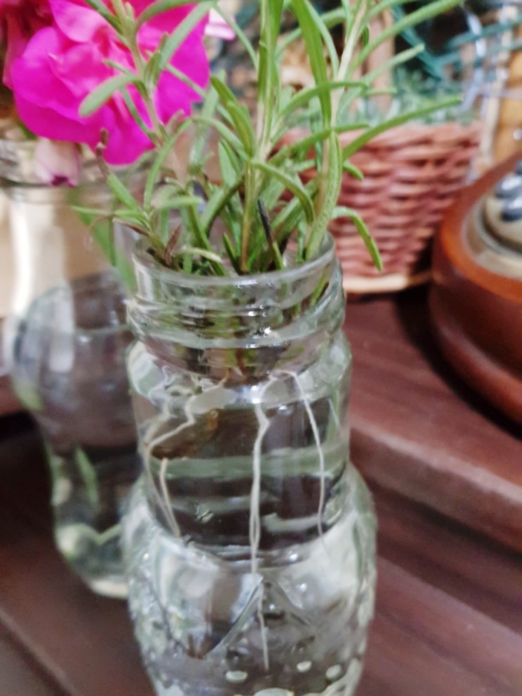  로즈마리 뿌리 내리기