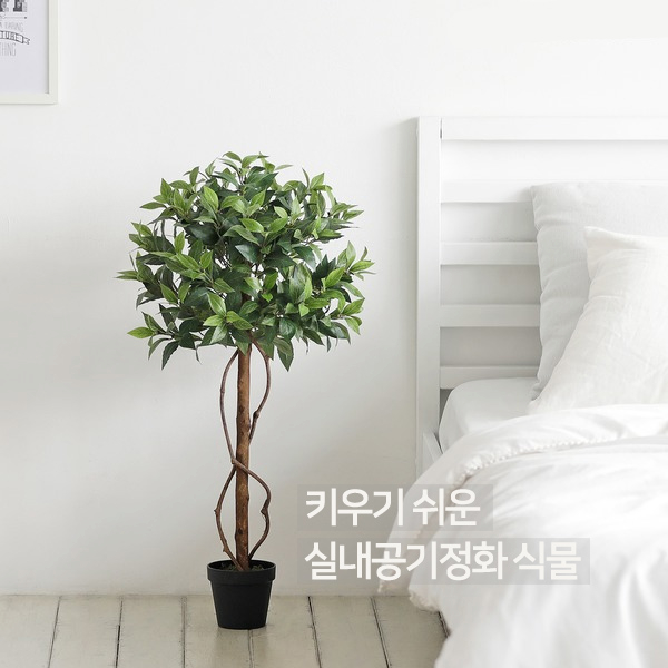 [키우기 쉬운 실내공기정화식물] 나에게 맞는 식물은?!