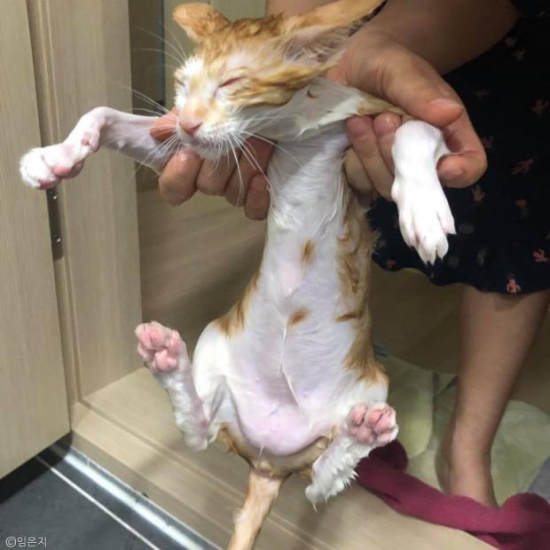  '현상수배'고양이 검거..체념한듯 두 눈 질끈 감아