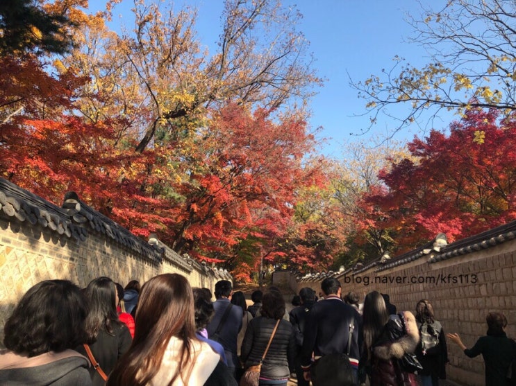  창덕궁과 후원 아직 끝나지않은 가을단풍