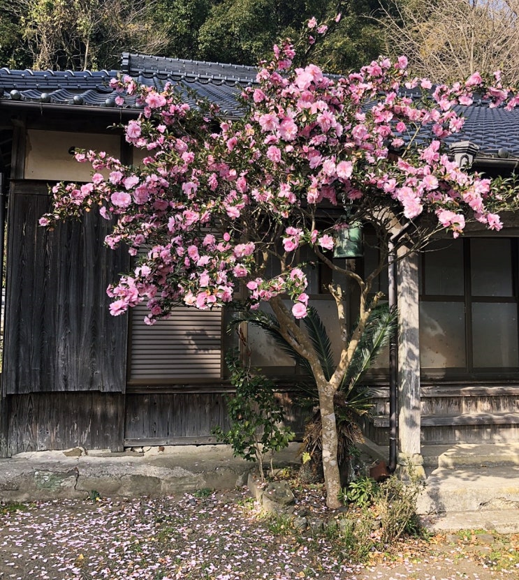 [대마도 여행]짧은 동행 (긴의 장수은행나무, 모기 하마해수욕장)