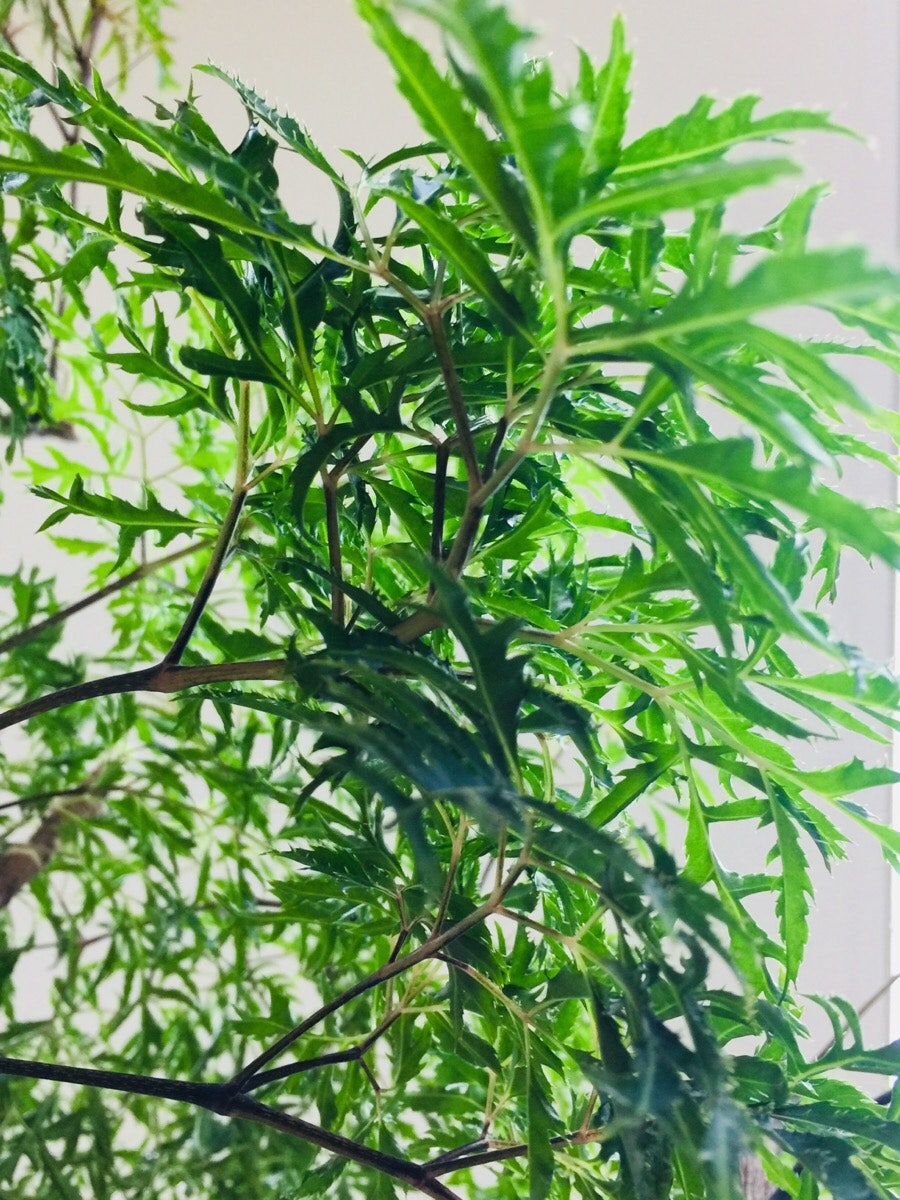 바르미 샤브샤브n칼국수 마리오점 사진 5