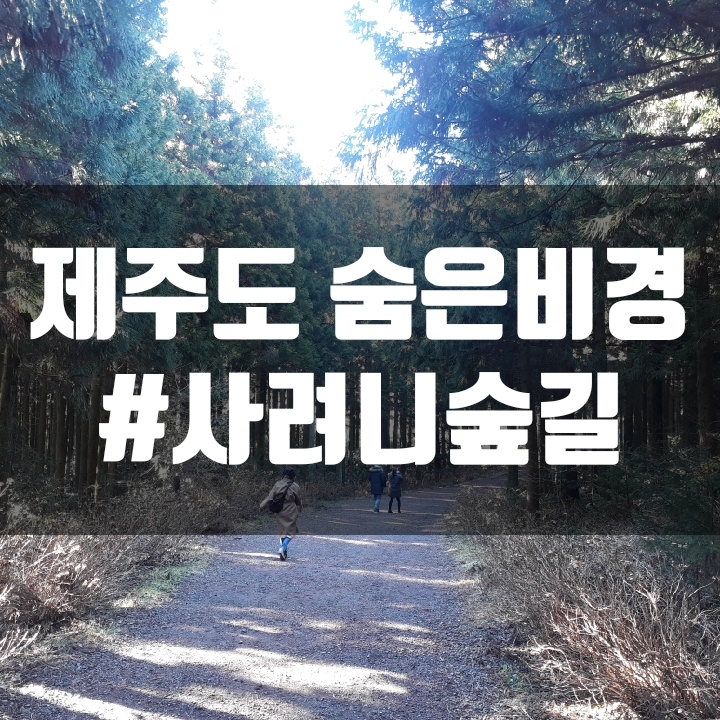  제주 사려니숲길 붉은오름  - (짧은 코스, 추천 여행지)