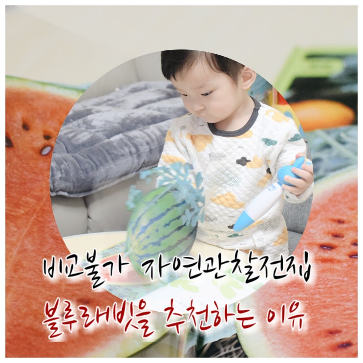  비교불가 자연관찰전집 블루래빗을 추천하는 이유