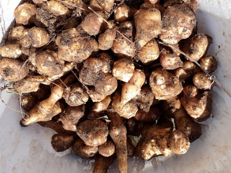 돼지감자파종시기+수확시기 당뇨병에효하는 마른돼지감자(차)효능10가지 11