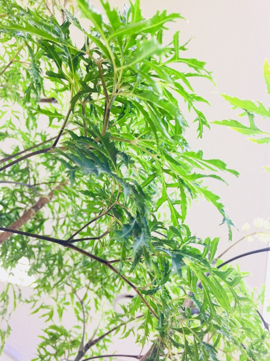 바르미 샤브샤브n칼국수 마리오점 사진 4