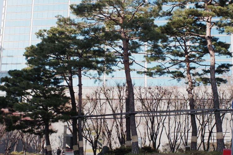  소나무 (xf10)