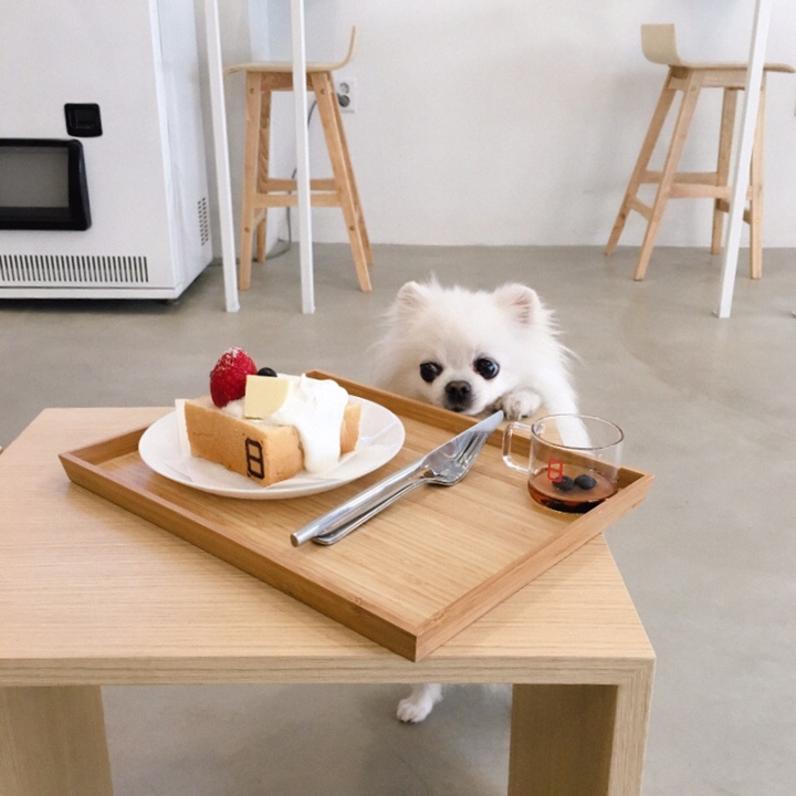  서촌카페 ️ 118COFFEE 감성 가득, 설리 댕댕이 핵귀여움 