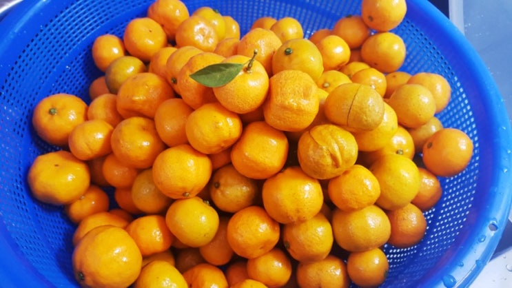  산물(진귤)차