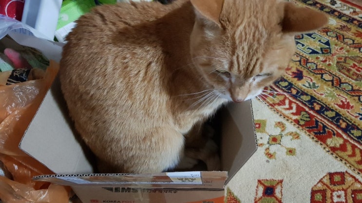 고양이들은 왜이렇게 박스를 좋아하는것인가