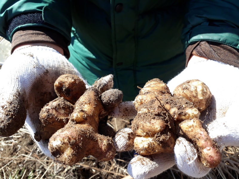 돼지감자파종시기+수확시기 당뇨병에효하는 마른돼지감자(차)효능10가지 8