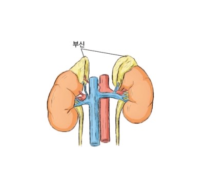  DHEA ?? 역할과 권장량
