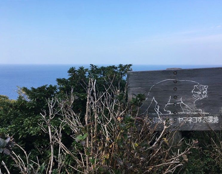 [대마도 여행]드라이브(그릇보러 간 아줌니들 , 이국이 보이는 전망대, 밸류마트 오우라점, 한국으로)