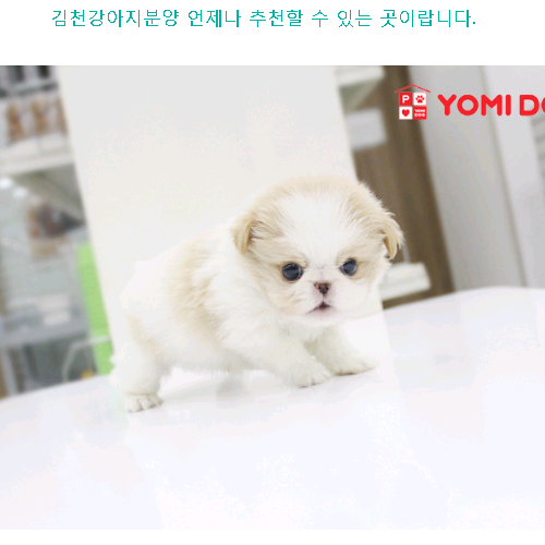  김천강아지분양 언제나 추천견할 수 있는 곳이랍니다.