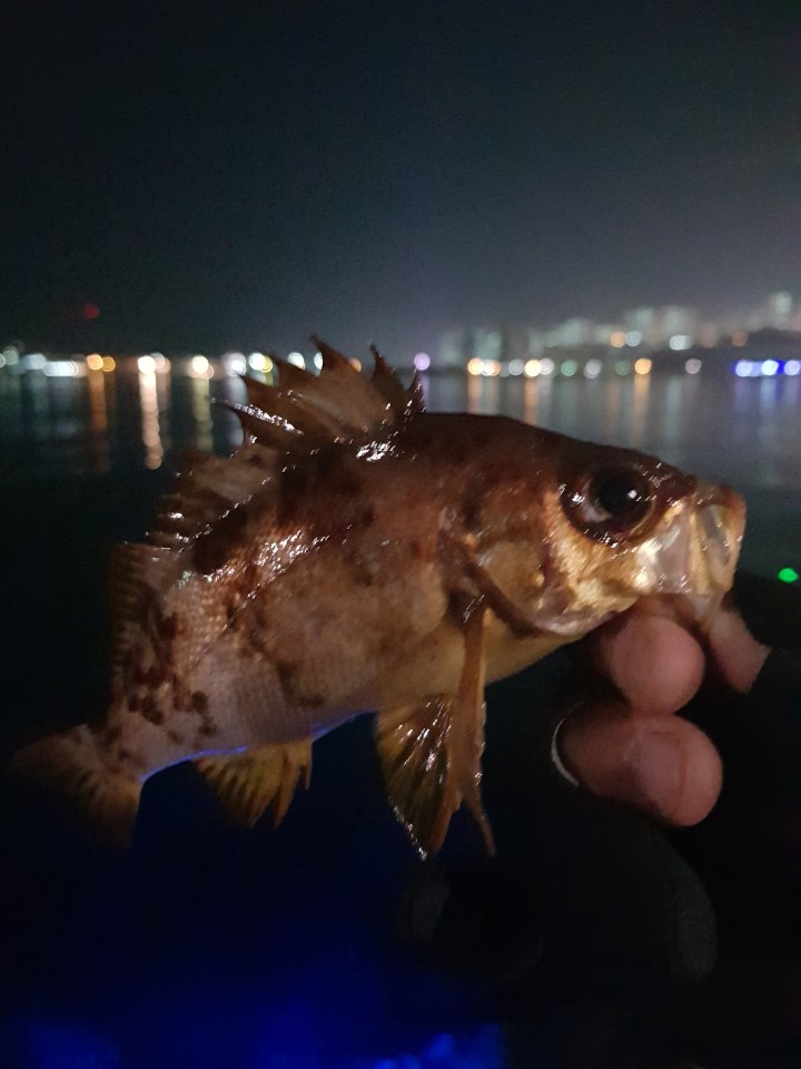  퇴근후 짬낚~
