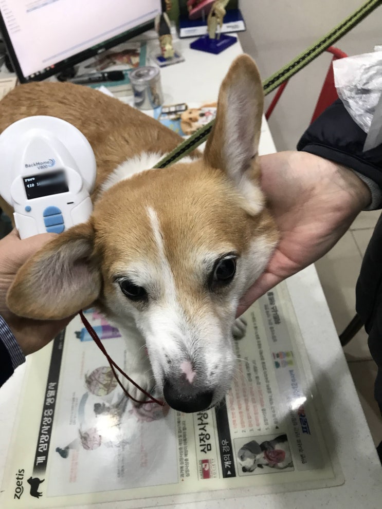 태국 강아지 고양이 이민 검역 수입허가 - 웰시코기