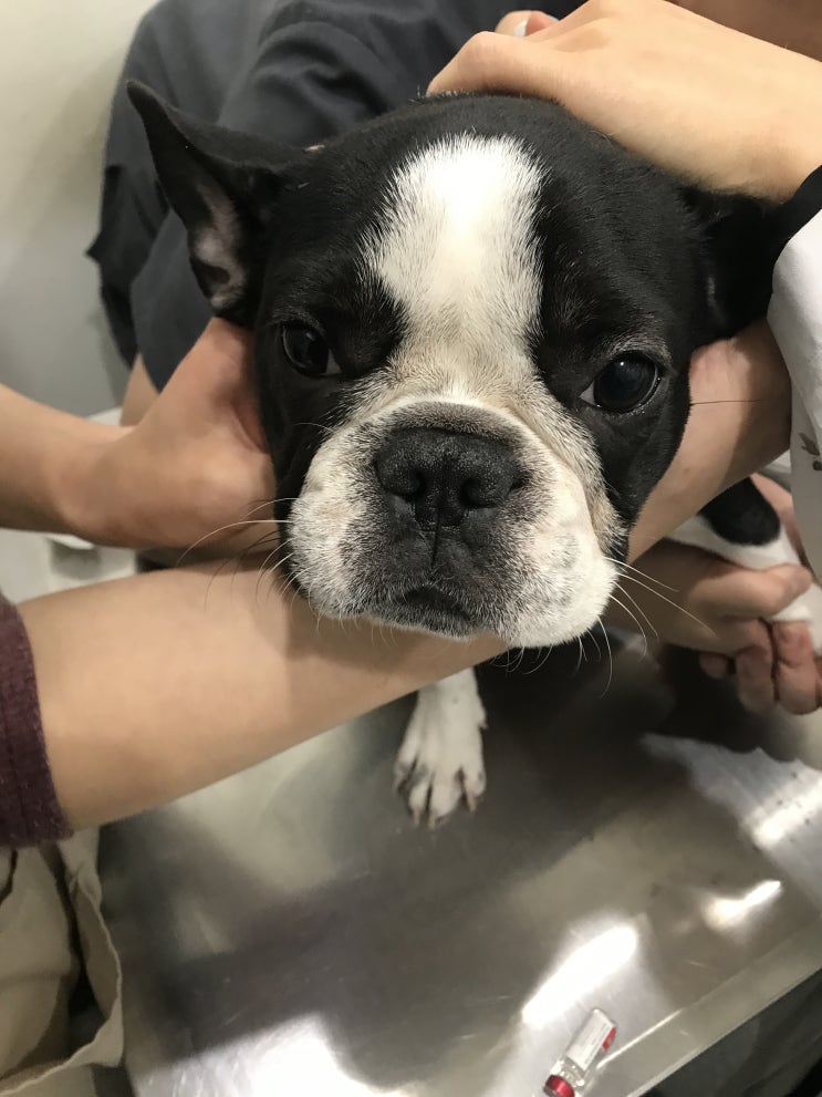 영국 강아지 고양이 검역 카고 화물 입국허가! 영국 강아지 고양이 검역 카고 화물 입국허가!
