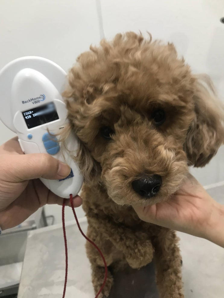 괌 강아지 고양이 이민 검역 입국허가 통관 괌 강아지 고양이 이민 검역 입국허가 통관