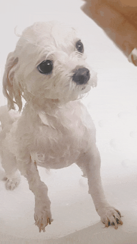 강아지 샤워 어렵지 않아요~ 강아지 목욕 깨끗하게 씻겨주기~!!!