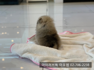  [은평구강아지분양] 다양한 모색의 포메라니안을 소개합니다