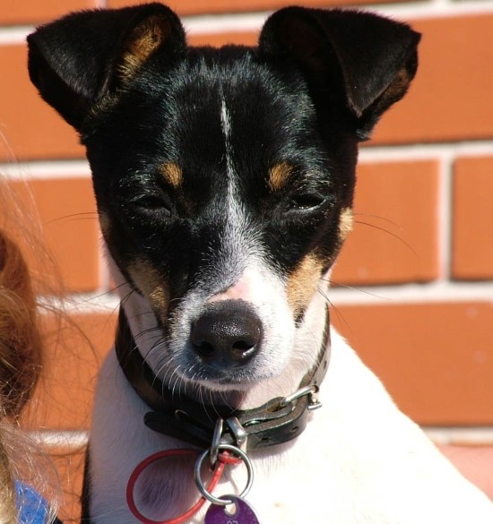  미니어처 폭스 테리어(Miniature Fox Terrier)