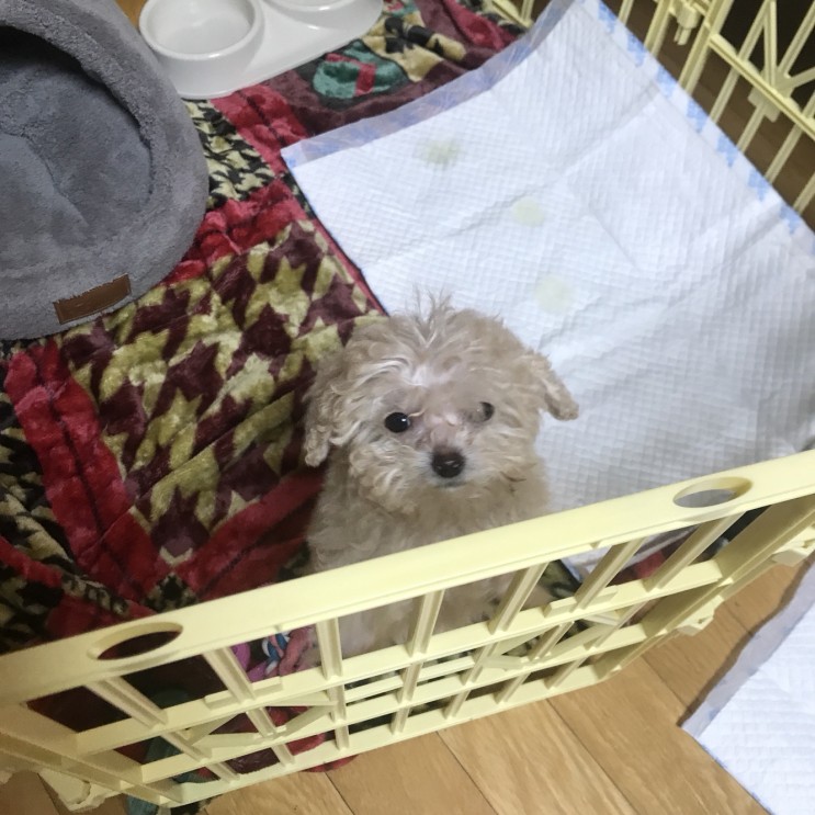 일본 검역 어린 강아지 광견병 접종 입국 신고 출입국
