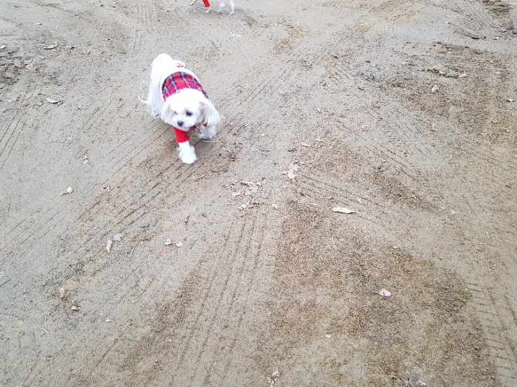  남한산성 시골집 닭볶음탕